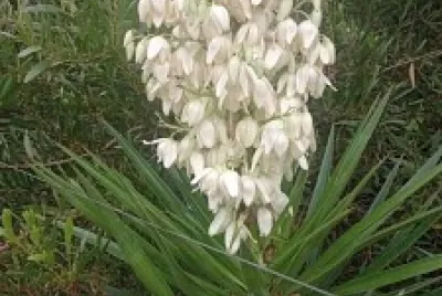 Yucca