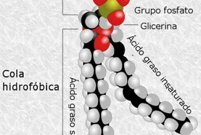 Estructura química de los lípidos