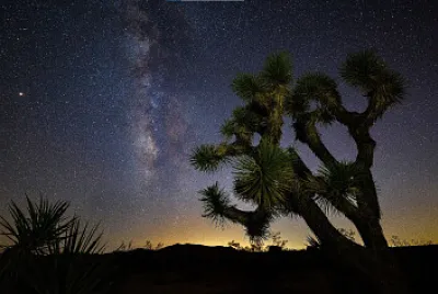 פאזל של Arbol Estrellado