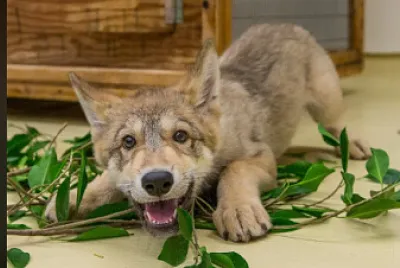 Wolf Pup in Leaves