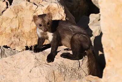 Animal