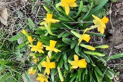 Jacinthes