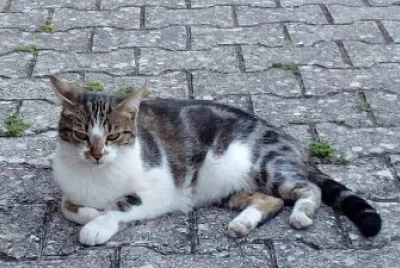 Chat 002