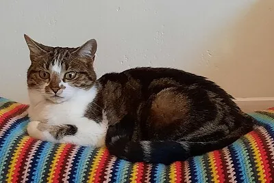 Chat 004