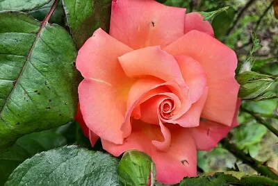 Rose 001