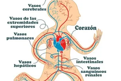 Sistema circulatorio