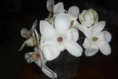 コブシの花001