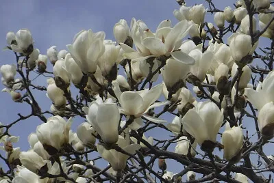 コブシの花002