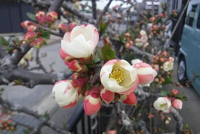 ボケの花001