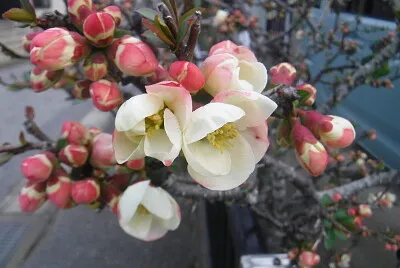 ボケの花002