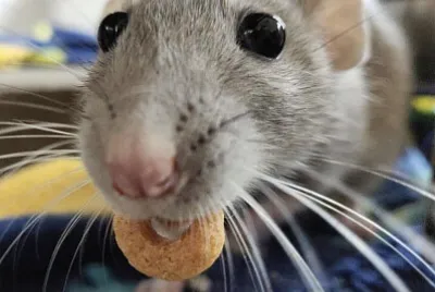 mouse