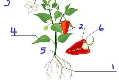plantas