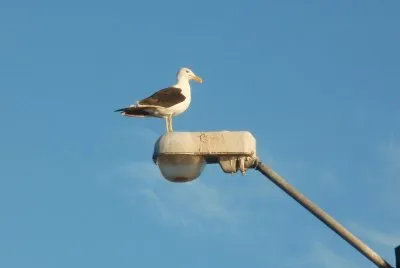 la gaviota