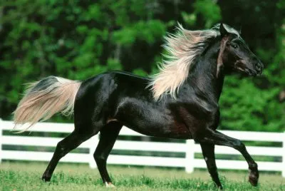 caballos 6