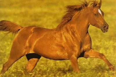 caballos 8 jigsaw puzzle