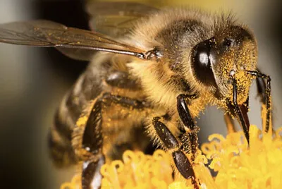 bee