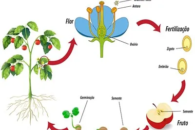 Ciclo de Vida das Angiospermas