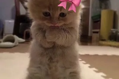 hatitooo