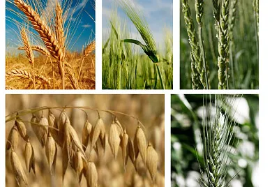 חמשת מיני דגן