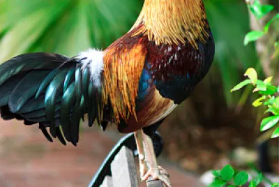 Key West Rooster