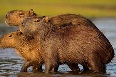 Capibaras