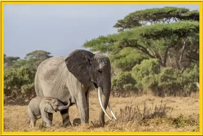 Maman éléphante et son petit