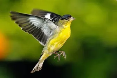 penghasilan burung kenek kenek jigsaw puzzle