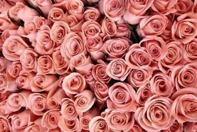 Pink roses