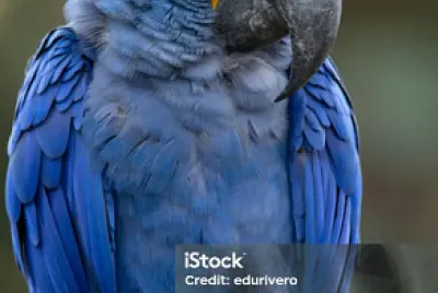 פאזל של スミレコンゴウインコ