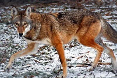 red wolf