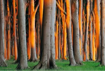 Bosque luminoso