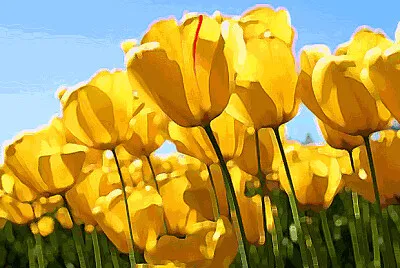 flores