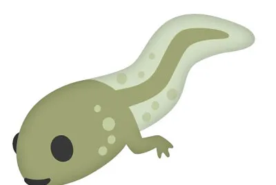 Metamorfosis de la rana