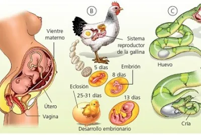 Desarrollo embrionario en los animales