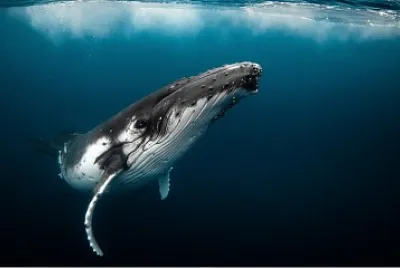 Ballena Azul
