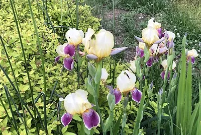 Iris in Biltmore Village jigsaw puzzle