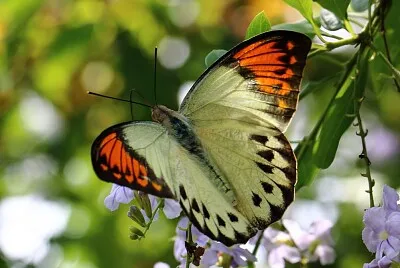 端紅粉蝶