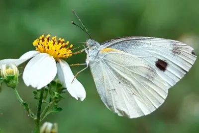 白粉蝶
