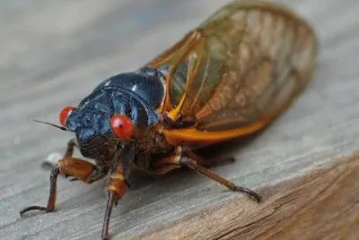 Fly jigsaw puzzle