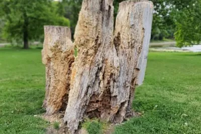 arbre