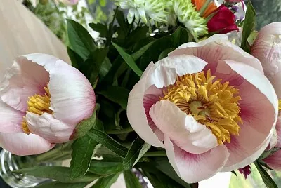 Pink Peonies