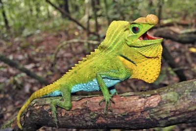 Rompecabezas reptiles