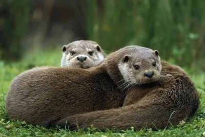nutria