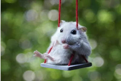 Hamster