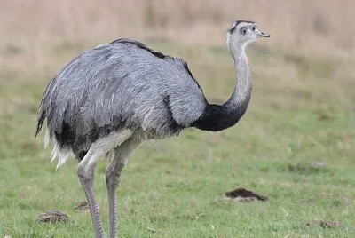 Descubriendo un animal autóctono de nuestro país.