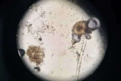 פאזל של Aspergillus niger