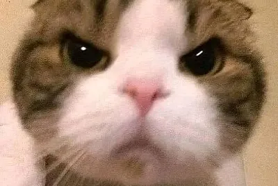 Gatos