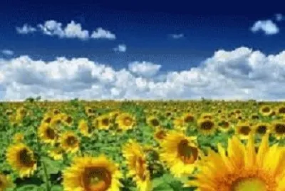 sunflowers