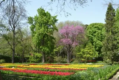 flores