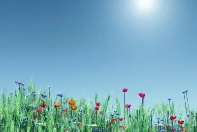 flores en primavera